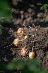 Farm garden with green potatoes during ripening. Digging some vegetables, food for vegetarians. Stock background, photo.