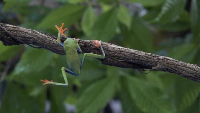 Amazing shot of an acrobatic red eyed tree frog jumping and landing on a branch in the jungle in slow motion.