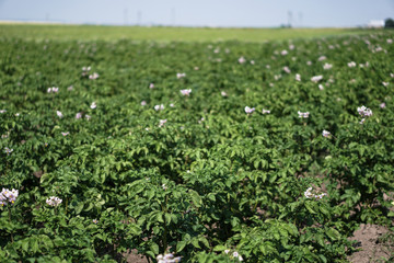 Farm garden with green potatoes during ripening. Industrial business in rural areas. Stock background, photo.