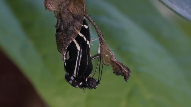 A zebra longwing butterfly emerges from a cocoon and spreads its wings.