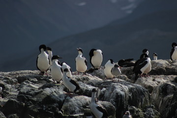 Fototapeta premium Pingüinos