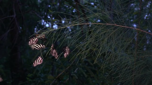 Zebra longwing butterfly roost at night in the forest.