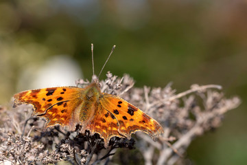 Polygonia c-album (comma) butterfly resting on a dried flower under the sun light