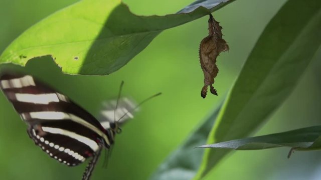 Zebra longwing butterfly male inspects the crysalis in slow motion.