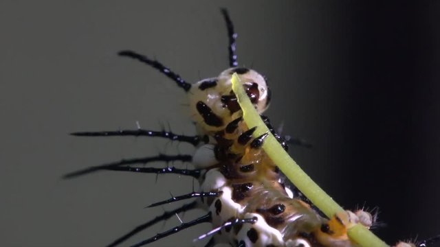 Zebra longwing butterfly caterpillar feeds and eats on a branch.