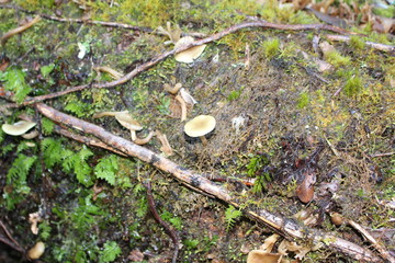 bosque, patagonia, hongos, Chile, Carretera Austral, sur, árbol, árboles