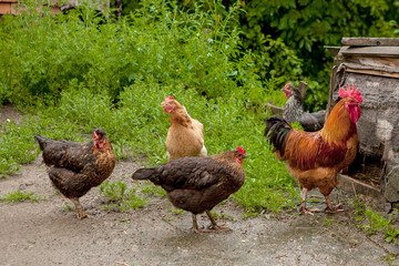 Beautiful color cock goes to the dog house. Village concept