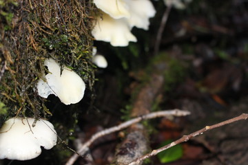 hongos, bosque, patagonia, Chile, Carretera Austral, sur, árbol, árboles