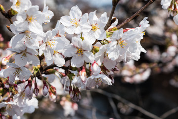 美しい日本の桜