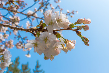 青空に咲く桜