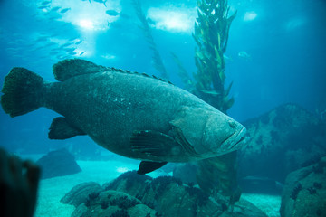 Oceanarium aquarium of Lisbon, large collection of marine species.