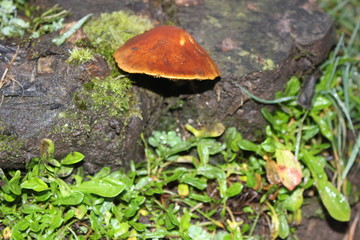hongos, bosque, patagonia, Chile, Carretera Austral, sur, árbol, árboles