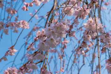 素晴らしい桜