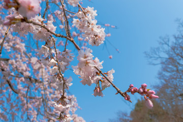 青空に咲く満開の桜