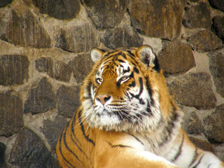 tiger in zoo