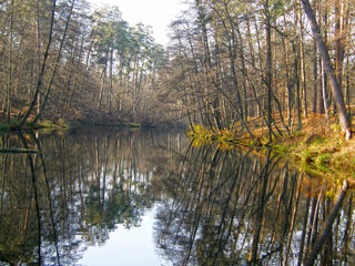 Obraz premium lake in forest