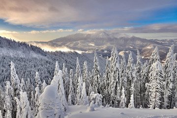 Panoramic view over the ski slope Poiana Brasov ski resort in Transylvania, Pine forest covered in snow on winter season,Mountain landscape in winter with the Bucegi Mountains in the background