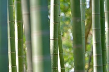 Fototapeta premium 木漏れ日に包まれた竹林の情景