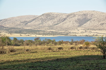 Fototapeta na wymiar Blue wildebeests at Pilanesberg National Park, North West Province, South Africa