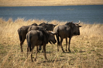 Blue wildebeests at Pilanesberg National Park, North West Province, South Africa