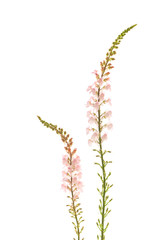 リナリア・プルプレア