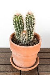 Weberbauerocereus Cactaceae , green cactus plant with long thorns in terracotta pot on wooden table in front of white background with copy space