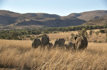 Fototapeta premium Elephants at Pilanesberg National Park, North West Province, South Africa