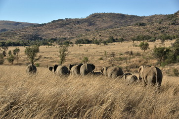Elephants at Pilanesberg National Park, North West Province, South Africa