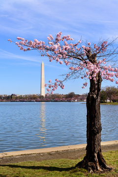 Stumpy old cherry tree with view of Washington Monument, Cherry Blossom, Beautiful blue sky , Washington DC