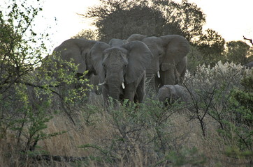 Elephants at Pilanesberg National Park, North West Province, South Africa