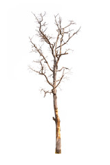 Single old and dead tree isolated on white background