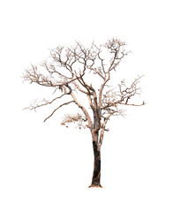 Single old and dead tree isolated on white background