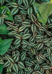 Beautiful green leaves pattern