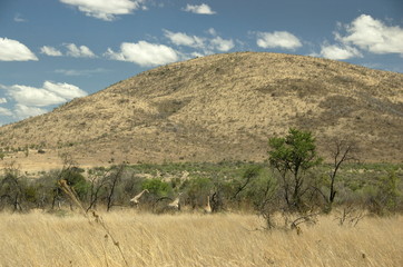 Fototapeta na wymiar Giraffe at Pilanesberg National Park, North West Province, South Africa