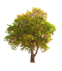 Isolated tree on white background