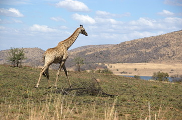 Naklejka na ściany i meble Giraffe at Pilanesberg National Park, North West Province, South Africa