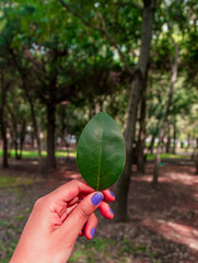 Hand holding a green leaf in the park