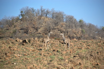 Impala at Pilanesberg National Park, North West Province, South Africa