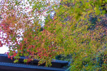 紅葉
