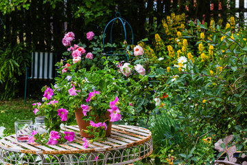 Fototapeta premium Beautiful, home garden with white garden table and blooming roses