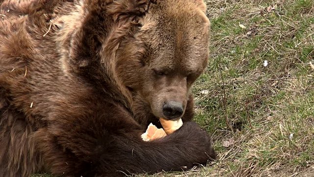 The brown bear spotted on grass, possessing a bread and eating it