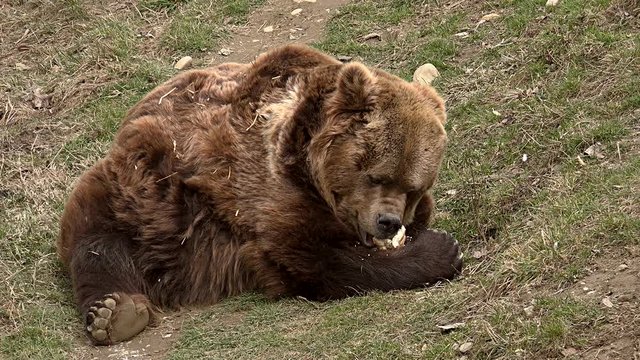 The brown bear spotted on grass, possessing a bread and eating it