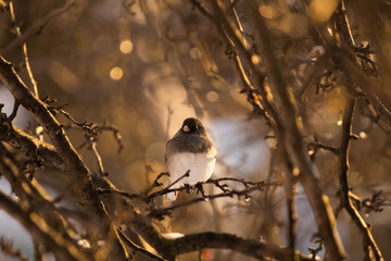 bird on a branch
