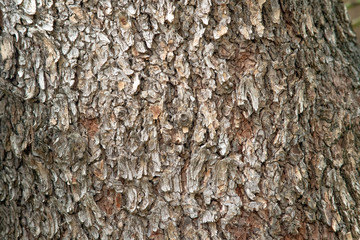 A closeup of the bark of Hairy Keruing tree with rough texture and beautiful pattern.