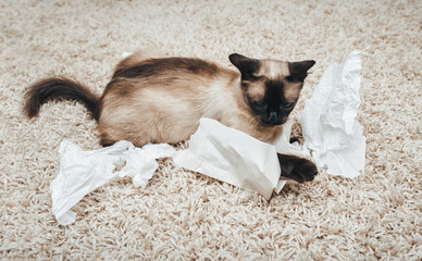 Funny Siamese cat plays with paper on grey carpet. Torn napkin. Hunting instinct, pampering and mischief.