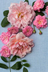 Beautiful, romantic rosy background