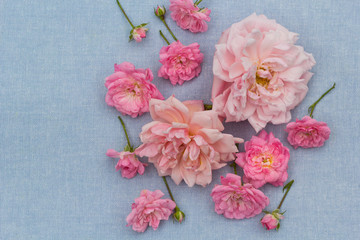 Beautiful, romantic rosy background