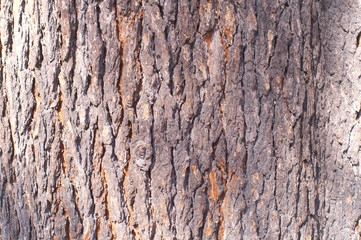 Surface of tree Unevenness
