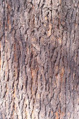 Surface of tree Unevenness