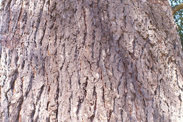 Surface of tree Unevenness